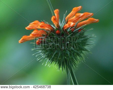 Closeup Of Beautiful Heart Shaped Orange Wildflower Vilcabamba, Ecuador.