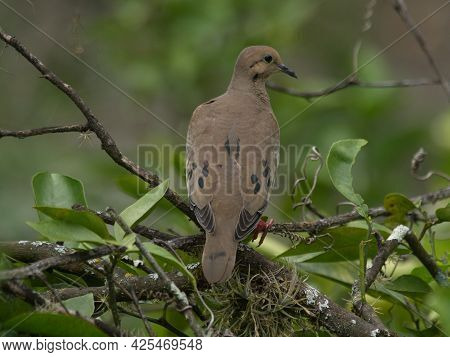 Closeup Of Eared Dove (zenaida Auriculata) Perched In Branches Vilcabamba, Ecuador.