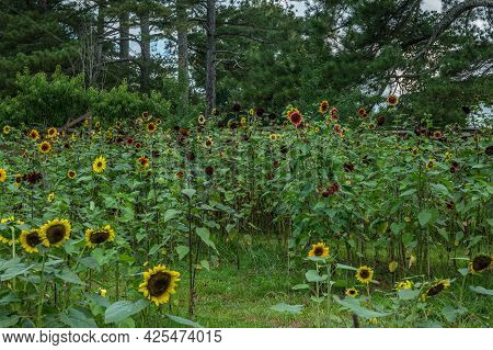 Different Colors Sizes And Variety Of Sunflowers Blooming In A Field Mixed Together With Large Trees