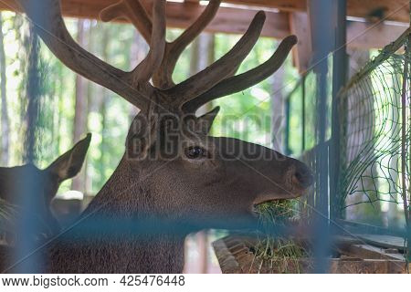 A Red Deer With Large Horns Eats Hay From A Feeder.