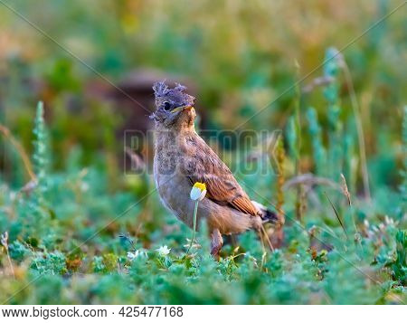 The Isabelline Wheatear juvenile (Oenanthe isabellina) on field