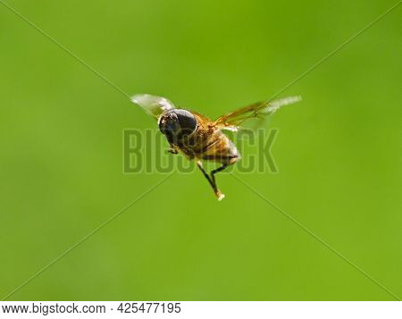 European species of hoverfly (epistrophe eligans) flying