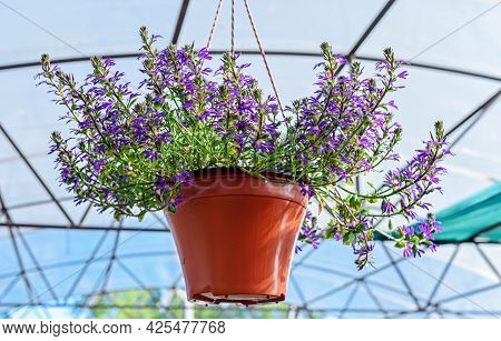 Close-up Of A Planter With Scaevola Flowers Hanging On A Hanger In The Garden Center