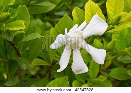Gardenia Pandorea Blume