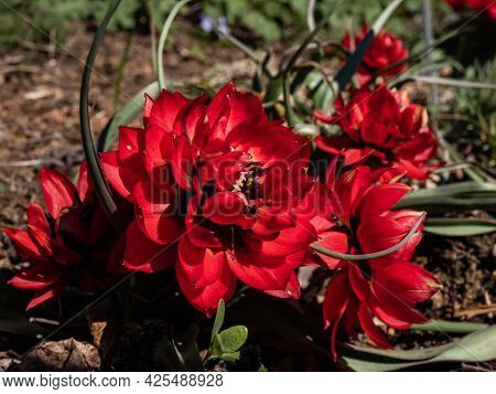 Close Up Shot Of Group Of Perfect, Doll-sized, Mini Tulips In Flaming Deep Red Colour And Petal-pack