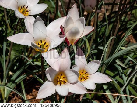 Close Up Shot Of Group Of Rosy Red With White Margins On The Outside, Snow-white Tulip On The Inside