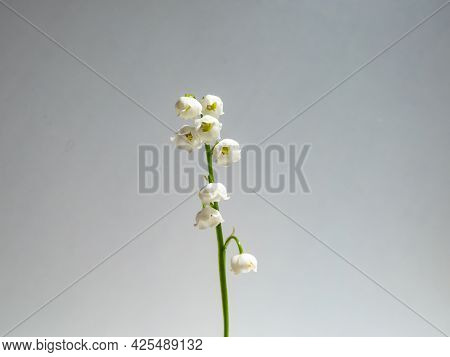Close-up Macro Shot Of Sweetly Scented, Pendent, Bell-shaped White Flowers Of Lily Of The Valley (co