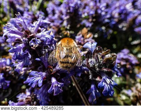 Beautiful Purple Floral Background. Macro Shot Of Ground Cover Pyramidal Bugle (ajuga Pyramidalis) '