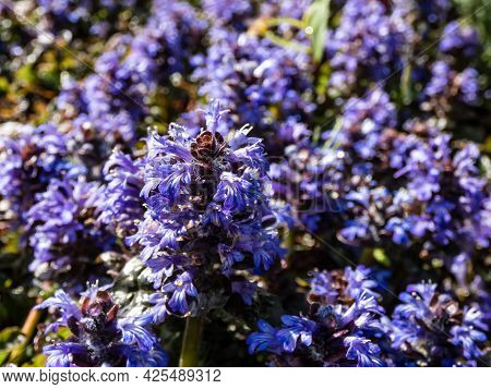 Beautiful Purple Floral Background. Macro Shot Of Ground Cover Pyramidal Bugle (ajuga Pyramidalis) '