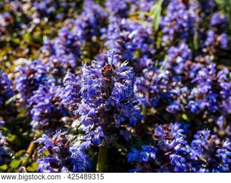 Beautiful Purple Floral Background. Macro Shot Of Ground Cover Pyramidal Bugle (ajuga Pyramidalis) '