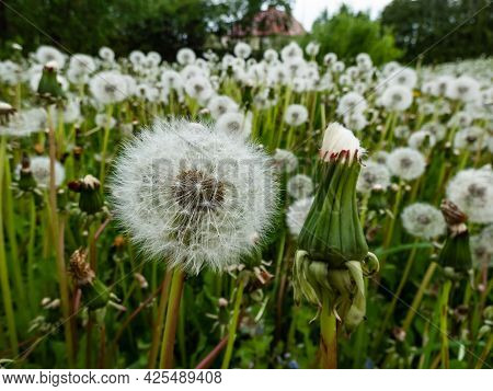 Dandelion. Close-up Of White Seeded Dandelion Plant Head Composed Of Pappus (dandelion Seeds) In The