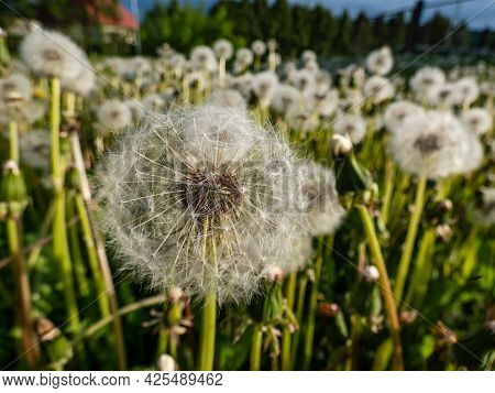 Dandelion. Close-up Of White Seeded Dandelion Plant Head Composed Of Pappus (dandelion Seeds) In The