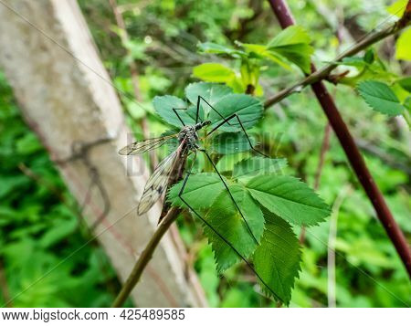Close-up Detailed Shot Of A Single Adult Crane Fly Or Mosquito Hawk (tipulidae) Sitting On A Green L