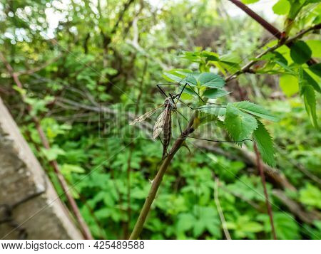 Close-up Detailed Shot Of A Single Adult Crane Fly Or Mosquito Hawk (tipulidae) Sitting On A Green L