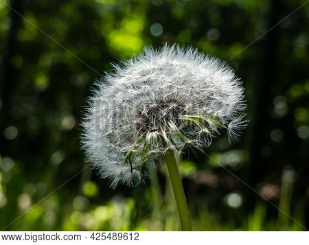 Single Dandelion. Beautiful Macro Shot Of White Seeded Dandelion Plant Head Composed Of Pappus (dand