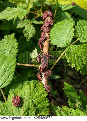 Group Of Adult Striped Shield Bugs (graphosoma Lineatum) Sitting On A Raspberry Branch In Summer, Re