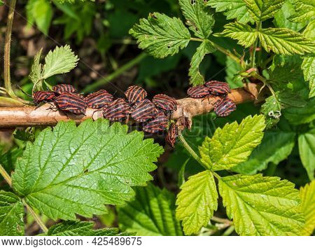 Group Of Adult Striped Shield Bugs (graphosoma Lineatum) Sitting On A Raspberry Branch In Summer, Re