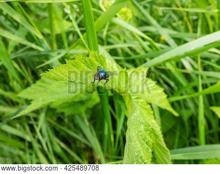 Closeup, Frontal Macro Shot Of Metallic, Shiny Blue Bottle Fly, Orange-bearded Blue Bottle Or Bottle