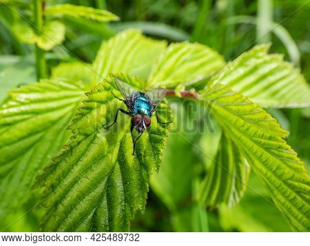 Closeup, Frontal Macro Shot Of Metallic, Shiny Blue Bottle Fly, Orange-bearded Blue Bottle Or Bottle