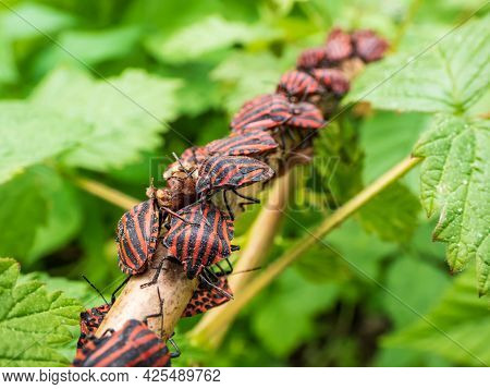 Big Group Of Adult Striped Shield Bugs (graphosoma Lineatum) Sitting On A Raspberry Branch In Summer