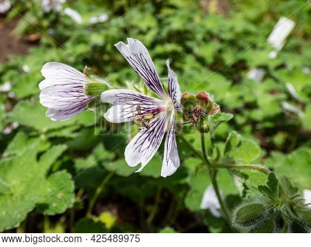 Macro Shot Of Flowering Plant With Rounded, Palmate Leaves And 5-petalled Pale Pink Flowers Striped