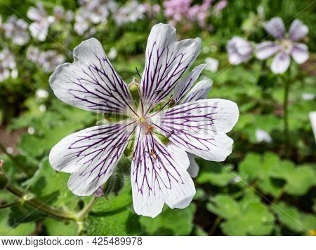 Macro Shot Of Flowering Plant With Rounded, Palmate Leaves And 5-petalled Pale Pink Flowers Striped