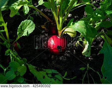 Closeup Of Big, Ripe, Red-pink Radish Plant (raphanus Raphanistrum Subsp. Sativus) Root - Edible Roo