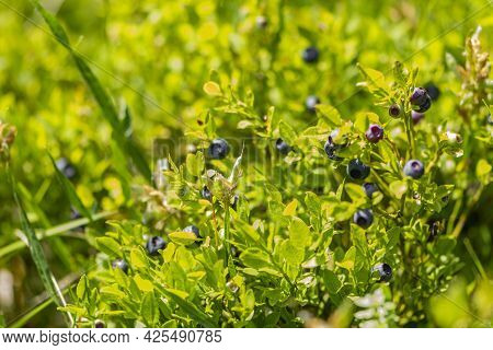 Wild Blueberries In Various Stages Of Ripening. Vaccinium Myrtillus Or Bilberry In The Bush Growing 
