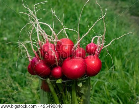 Closeup Of Big, Ripe, Red-pink Radish Plant (raphanus Raphanistrum Subsp. Sativus) Edible Roots Gath