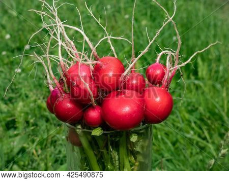 Closeup Of Big, Ripe, Red-pink Radish Plant (raphanus Raphanistrum Subsp. Sativus) Edible Roots Gath