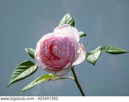 Beautiful, Delicate Seashell-pink Rose With White Undertones 'st. Cecilia' With Full Petals. One Of 