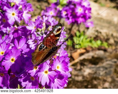 Macro Shot Of Beautiful Colourful Butterfly - European Peacock Or Peacock Butterfly (aglais Io) On P