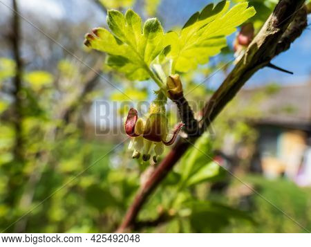 Macro Of Beautiful, Detailed Gooseberry (ribes Uva-crispa) Green And Red Flower Blossoming On Branch