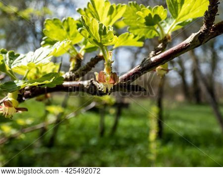 Macro Of Beautiful, Detailed Gooseberry Green And Red Flower Blossoming On Branch With Blurred, Boke