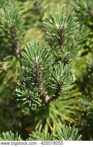 Dwarf Mountain Pine Ophir - Latin Name - Pinus Mugo Ophir