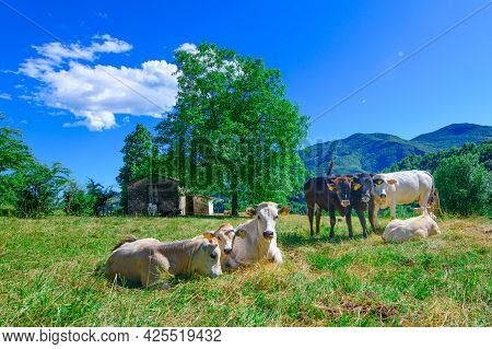 Herd Of Cows Grazing On The Bergamo Pre-alps In Italy