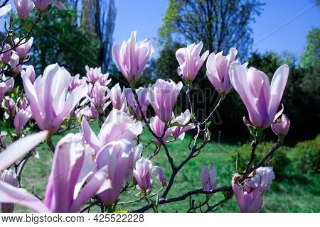 Purple Magnolia And Flower Buds Blooming In Spring. Magnolia Liliflora. Pink Flowers On Tree Branch.