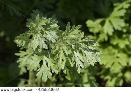 Common Wormwood Leaves - Latin Name - Artemisia Absinthium