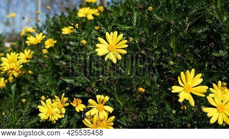 Yellow Daisy Flowers Blossom, Home Gardening In California, Usa. Natural Botanical Close Up Backgrou