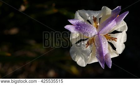 White Iris Flower Blossom, Gardening In California, Usa. Delicate Bloom In Spring Morning Garden, Dr