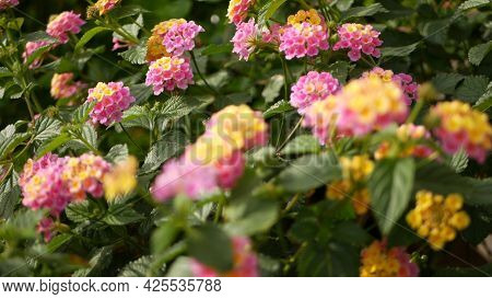 Lantara Camara Yellow Pink Flower In Garden California Usa. Umbelanterna Springtime Pure Colorful Bl