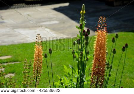 Flowerbed With Tall Perennial Plant Of White Flowers And Undergrowth Of Yellow Perennials And Sage I