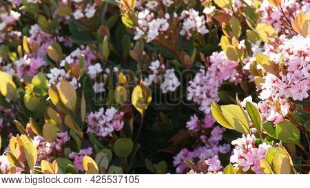 Indian Hawthorn Pink Flower, California Usa. Rhaphiolepis Springtime Fresh Bloom, Romantic Botanical