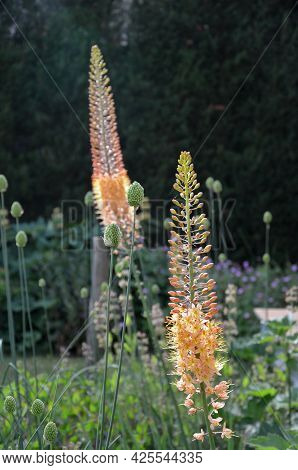 Flowerbed With Tall Perennial Plant Of White Flowers And Undergrowth Of Yellow Perennials And Sage I