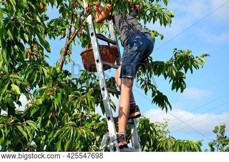 On An Aluminum Ladder In The Crown Of Cherries Reaps Red Fruits A Young Girl In Shorts From Jeans. S