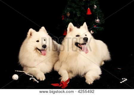 Samoyede koira