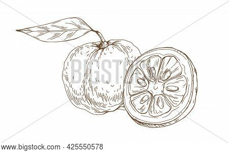 Composition Of Outlined Yuzu, Japanese Citrus Fruit. Vintage Etching Of Asian Citron And Its Cut Hal