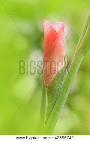 Gemma belli Gladioli