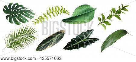 Set With Beautiful Fern And Other Tropical Leaves On White Background. Banner Design