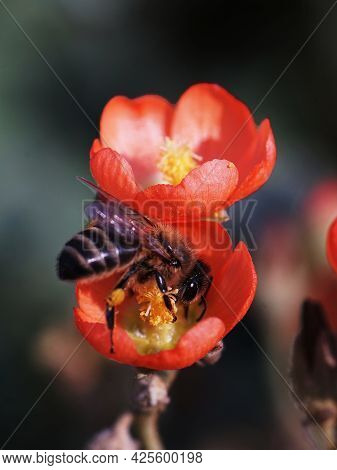 Bee On Desert Globemallow Wildflower. Beautiful Orange Colored Flower And Honeybee.
